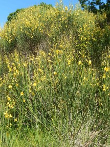 Ginestra grows both as a low and high bush