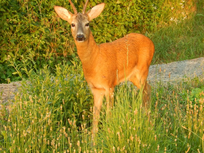 One lone deer in what is left of the village forest - Viskovo