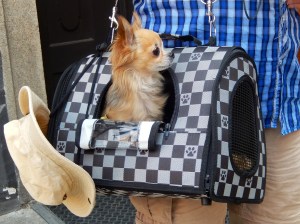 Where can I buy a handbag like that?