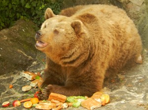 There is a story why there is a bear pit at the castle - it has family heritage and strength at its roots 