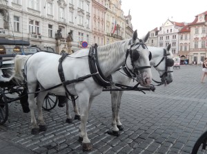 This horse is used to being photographed 