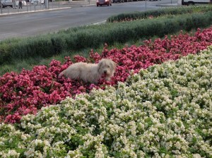Stray dog looking cute