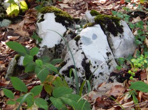 Without my glasses on, I thought this moss covered rock was a cow lying down ( getting old is no fun)
