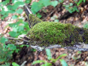 Is it just me who thinks this looks like a furry animal?