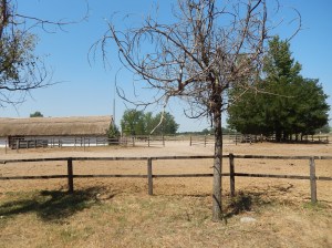 Looks just like an Australian paddock in the middle of summer