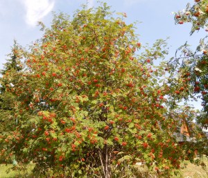 Red berry bush seen from the train