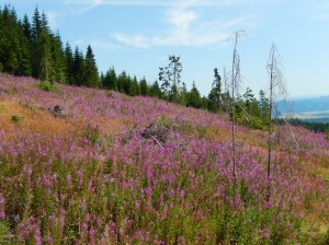 Wildflowers seen from the train