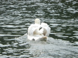 Will grow into a beautiful swan