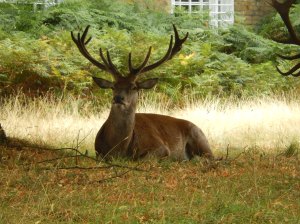 thames to hampton court 2011-02-05 015