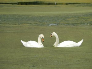 ..... and find a mate for life