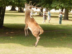 Darn! You know the sweetest food is always the hardest to reach!