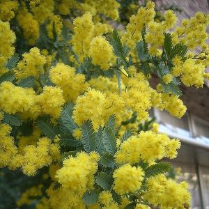 Cootamundra Wattle (Acacia_baileyana: Source: Wikimedia commons