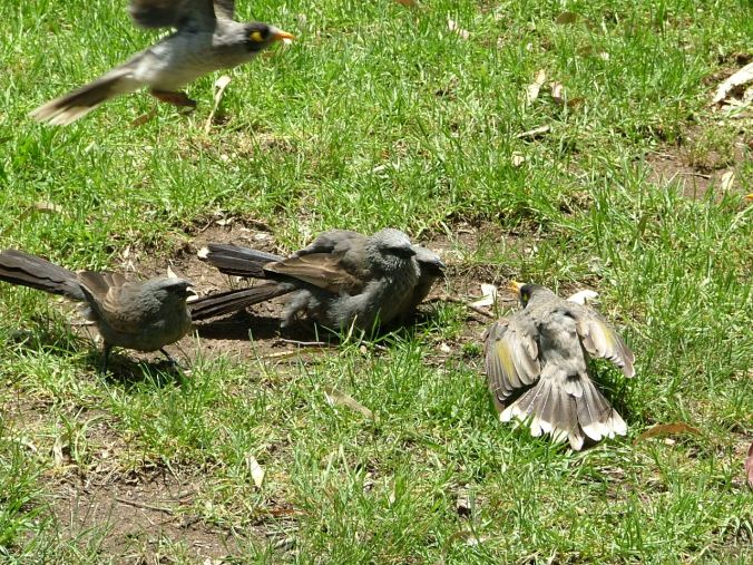 What is that ground dwelling bird centre shot?