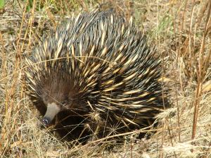 Echidna CloseUp