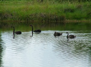 Lambing Flat Chinese Tribute Garden at Young 23Nov2010 (17)