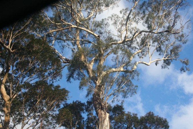 Under Australian Skies