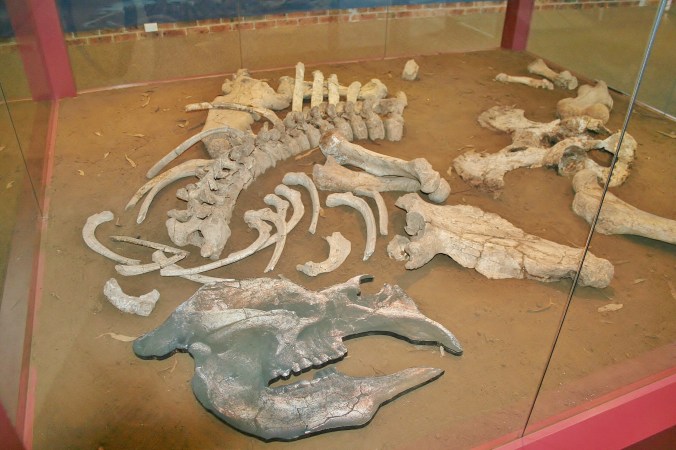 Diptodron Fossil in Coonabarabran Tourist Office