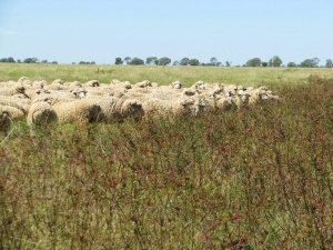 Merino_sheep_grazing_source wikimedia commons