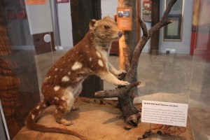 Pilliga Forest Discovery Centre (4)