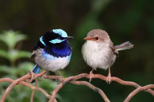 Male and Female Fairy Wren, source Wikimedia Commons
