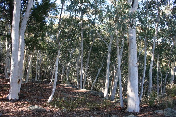 Whitegum Lookout Walk Warrumbungle Ranges (33)