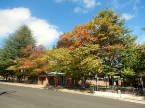 Autumn Colours Armidale March 2014