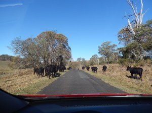 Cattle on the Long Paddock 17th March (1)