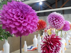 Dahlia Competition