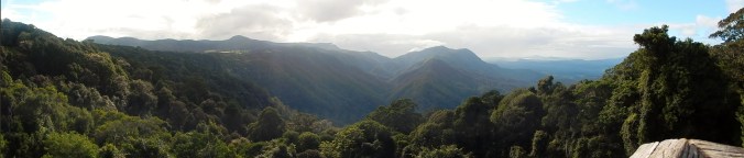 Dorrigo Rainforest Overhead Panorama