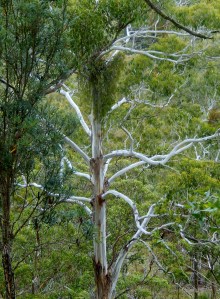 This is either a White Gum, a Ghost Gum - or a dead tree