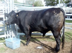 Guess My Weight Competition