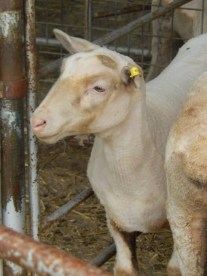 Sheared Sheep Competition Walcha Agricultural Show 