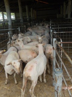 Sheared Sheep Competition Walcha Agricultural Show 