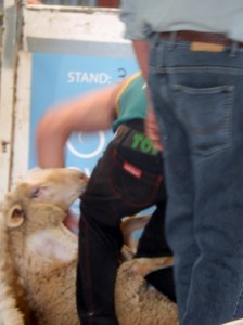 Shearing Competition Walcha Agricultural Show