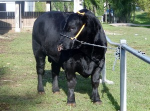 Show Bull