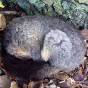 Close up of possum on ground curled up in base of tree