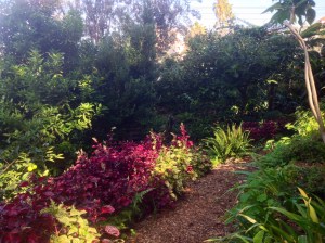 Wendy's secret garden lavender bay