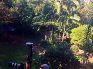 Wendy's secret garden lavender bay