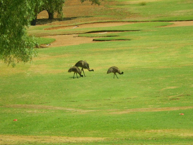 Emus on the Golf Course at Broken Hill