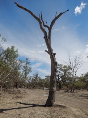 Menindee Lakes and Kinchega Park 2016-03-09 Flood Markers on Tree (1)