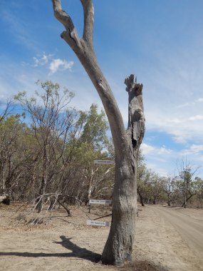 Menindee Lakes and Kinchega Park 2016-03-09 Flood Markers on Tree (3)
