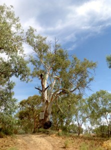 Burke and Wills Campsite at Lake Pamamaroo