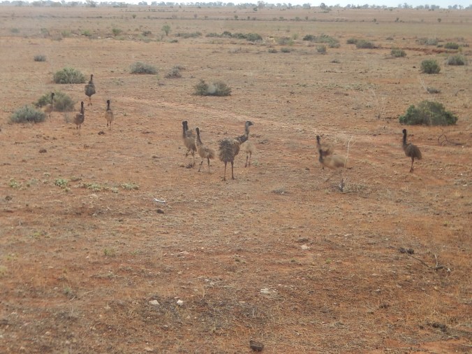 Emus on the road to Silverton near Broken Hill