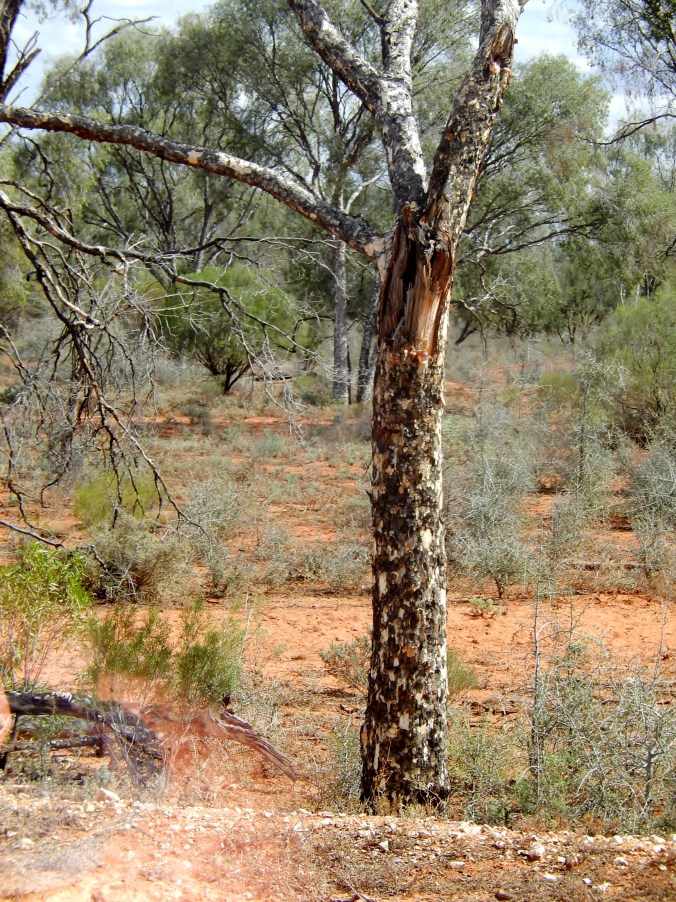 Leopard Tree near White Cliffs March 12th