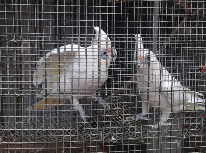 Two young and eager cockatoos