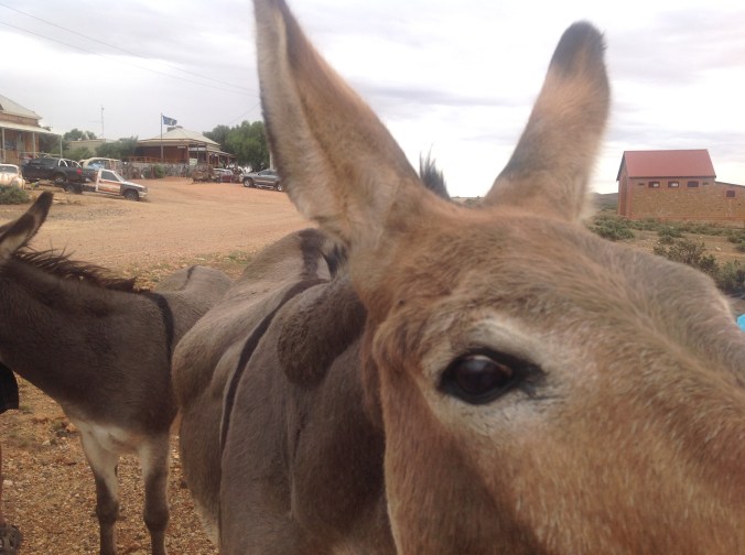 Silverton Donkey 2016-03-10 (34)