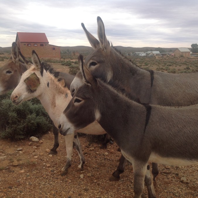 Silverton 2016-03-10 (40)