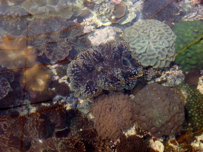 Ardyaloon Trochus Hatchery & Aquaculture Centre, One Arm Point, WA 2016-05-27 (28)