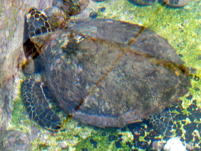 Ardyaloon Trochus Hatchery & Aquaculture Centre, One Arm Point, WA 2016-05-27 (38)