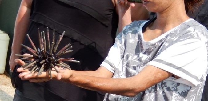 Ardyaloon Trochus Hatchery & Aquaculture Centre, One Arm Point, WA 2016-05-27 (8)